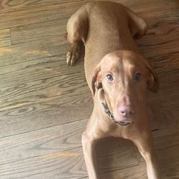 Rose - Vizsla