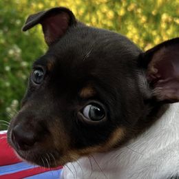 Miniature American Shepherds and Teddy Roosevelt Terriers from Wiggle Wags Miniature American Shepherds