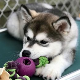 Alaskan Malamutes from Wendy Corr's Onak Alaskan Malamutes