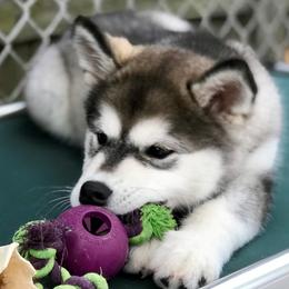 Alaskan Malamutes from Wendy Corr's Onak Alaskan Malamutes
