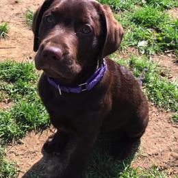 Labrador Retrievers from Rocky Creek Labs