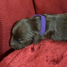 Girl 1 Purple - Liver female Boykin Spaniel puppy in Stapleton, Alabama from Taensas Boykins