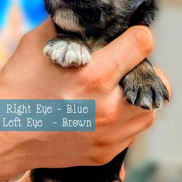 Petro - Black tri male Miniature Australian Shepherd puppy in Punta Gorda, Florida from Christie's Creekside Aussies