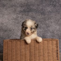 Girl 2 - female Australian Shepherd puppy in Wimberley, Texas from Veritas Australian Shepherds