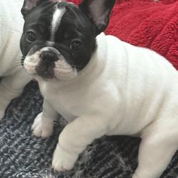 Star Spangled Banner Litter-Rampart - Brindle and white male French Bulldog puppy in Kalispell, Montana from Grace & Grit Frenchies