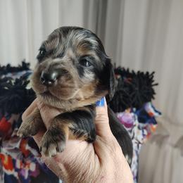 Girl 4 - Dapple female Dachshund puppy in Clayton, Indiana from Love Struck Miniature Dachshunds