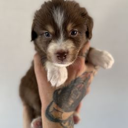 Bronco - Red tri-color male Miniature American Shepherd puppy in Tucson, Arizona from Outlaw Minis