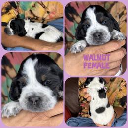 Walnut - Black white and tan female English Springer Spaniel puppy in Billings, Montana from M&M Fuzzy Bottom Friends