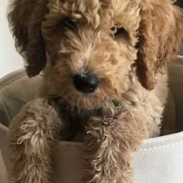 Goldendoodles and Labradoodles from Salem Doodles