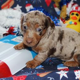 Scout - Dapple female Dachshund puppy in Staley, North Carolina from Langley Farms Dachshunds