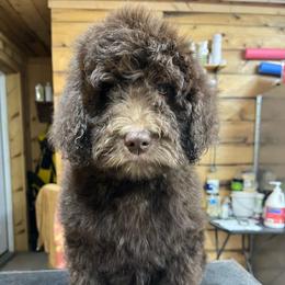 Reese - Chocolate female Goldendoodle puppy in New Ringgold, Pennsylvania from Hawk Mountain Doodles
