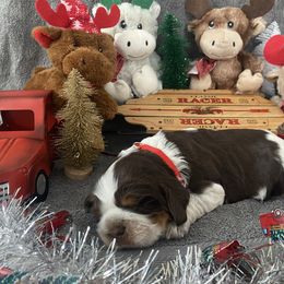 Rudolph - Tri-Roan male English Springer Spaniel puppy in Hudson, Michigan from Picky’s Puppies