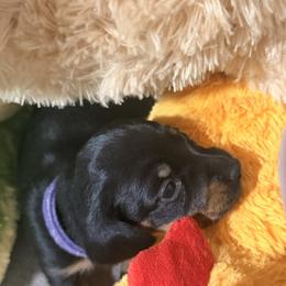 Puppy 4 - Black and tan female Dachshund puppy in Horizon City, Texas from KhloeKPuppies