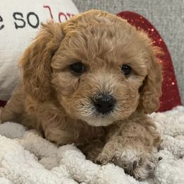 Cavapoos and Dachshunds from Whiteley Cavapoos & Dachshunds