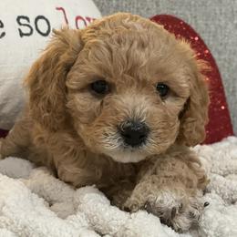 Cavapoos and Dachshunds from Whiteley Cavapoos & Dachshunds