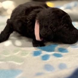 Goldendoodle and Poodle Puppies from Southern Stroll Poodles & Doodles