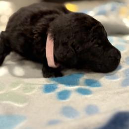 Goldendoodle and Poodle Puppies from Southern Stroll Poodles & Doodles