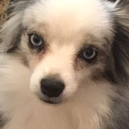 Toy Australian Shepherd All Grown Up from The Ranch of the Sun Toy Aussies