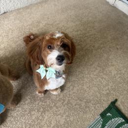 Goldendoodle All Grown Up from Coastal Crown Doodles
