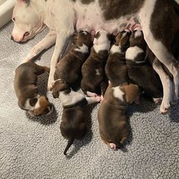 American Staffordshire Terrier Puppies from Tradewind American Staffordshire Terriers
