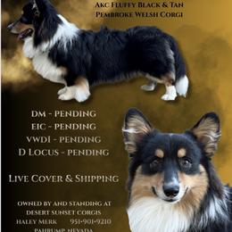 Rocket - Pembroke Welsh Corgi