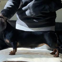 Dachshund puppies from K&M Dachshunds