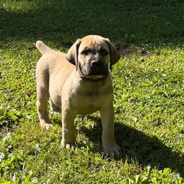 Redwood (Maroon Collar) - Reddish brown female Boerboel puppy in Manitowoc, Wisconsin from Mae Boerboel