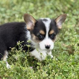 Moose with a TAIL - Black and white male American Corgi puppy in Hope, Arkansas from Foxy Knoll Farm