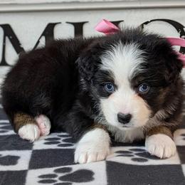 Lainey - Black tri-color female Australian Shepherd puppy in Falcon, Missouri from Edge Farm LLC