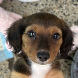 Sable Boy - Sable male Dachshund puppy in Henrico, Virginia from All About Pets