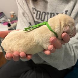 Lime Green Collar - Yellow male Labrador Retriever puppy in Archer Lodge, North Carolina from Archer Lodge Labradors