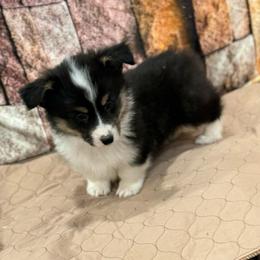 Boy 4 - Black and tan male American Corgi puppy in Visalia, California from VIP Stables