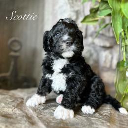 Bernedoodle Puppies from Hudson Shore Bernedoodles