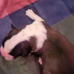 Elijah - Brown and white male Saint Bernard puppy in Lowpoint, Illinois from Minnie's Majestic Saints
