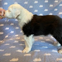 Old English Sheepdog Puppies from Stargazer OES