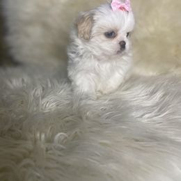 Shih Tzu Puppies from Keepin' it X-tra Shih-Tzu