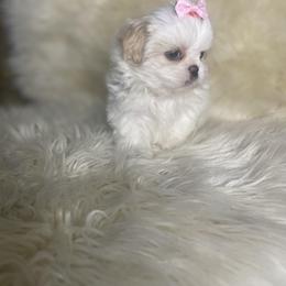 Shih Tzu Puppies from Keepin' it X-tra Shih-Tzu