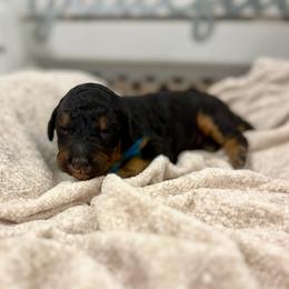 Azalea - Phantom female Bernedoodle puppy in Hegins, Pennsylvania from Bubbling Springs Doodles, LLC