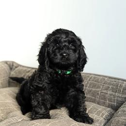 Sebastian - Black male Australian Labradoodle puppy in Williamstown, New York from Lewis Manor Labradoodles