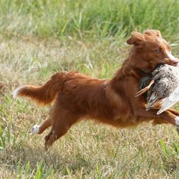 Karakachans and Nova Scotia Duck Tolling Retrievers from Mountain Ranch Tollers