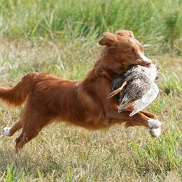 Karakachans and Nova Scotia Duck Tolling Retrievers from Mountain Ranch Tollers
