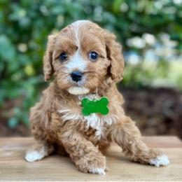 Queso - Red male Cavapoo puppy in Palm Beach County, Florida from Benji’s Cockapoos