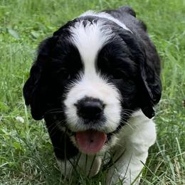 English Springer Spaniel Puppies from Clawson Pups