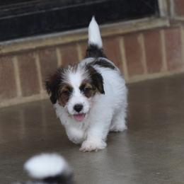 Enola Boy 1 - White and tan male Russell Terrier puppy in Middletown, Virginia from DBF Russell Terriers
