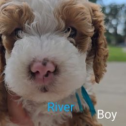 River - Parti male Goldendoodle puppy in Red Oak, Iowa from Fisher Pups-Stay Golden with a Doodle