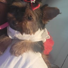 REIGN - Black and gold Yorkshire Terrier puppy in Union City, Georgia from Royalty Kennel