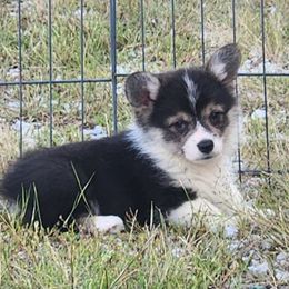 Sequoia - Black and tan female American Corgi puppy in Dunbar, Nebraska from Vintage Corgis