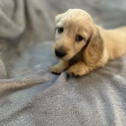Dachshund Puppies from Honey Creek Dachshunds