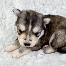 Chinook - Black and white male Pomsky puppy in Sheffield, Iowa from Clover Ridge Pomskies