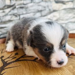 Bluie boy 1 - Gray and white male American Corgi puppy in Scottown, Ohio from Wyndy Ridge Corgis